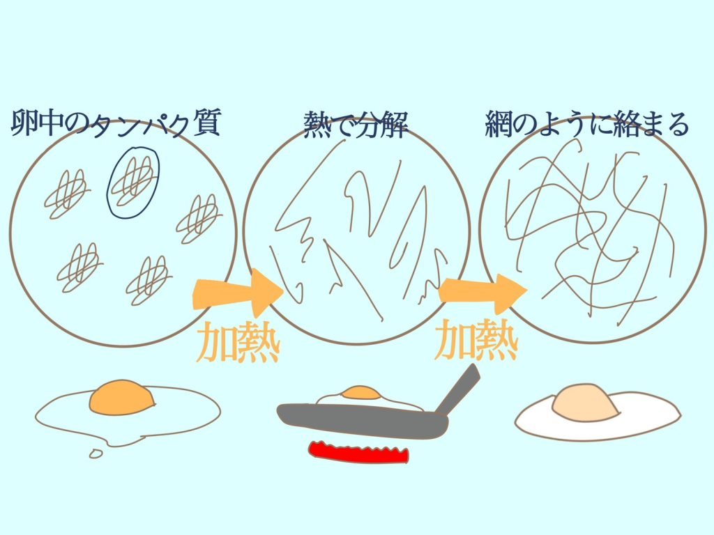プリンが固まる仕組みを卵のタンパク質の性質から解説