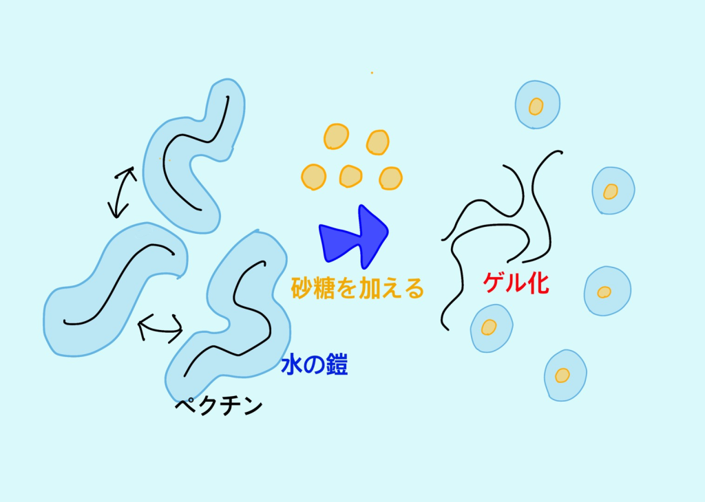 ペクチンのゲル化における砂糖の役割